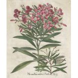 Besler, Basilius: Nerion flore rubroBesler, Basilius. "I. Nerion flore rubro, II. Fructus Nery". 1