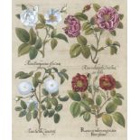 Besler, Basilius: Rosa ex rubro nigricansBesler, Basilius. "I. Rosa ex rubro nigricans - Rosa