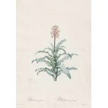 Redouté, Pierre Joseph: Veltheimia glaucaRedouté, Pierre Joseph. Veltheimia glauca. Aquarellierter