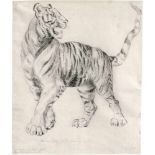 Tischbein, Johann Heinrich Wilhelm: Nach links schreitender Tiger, den Kopf zurückgewandtNach