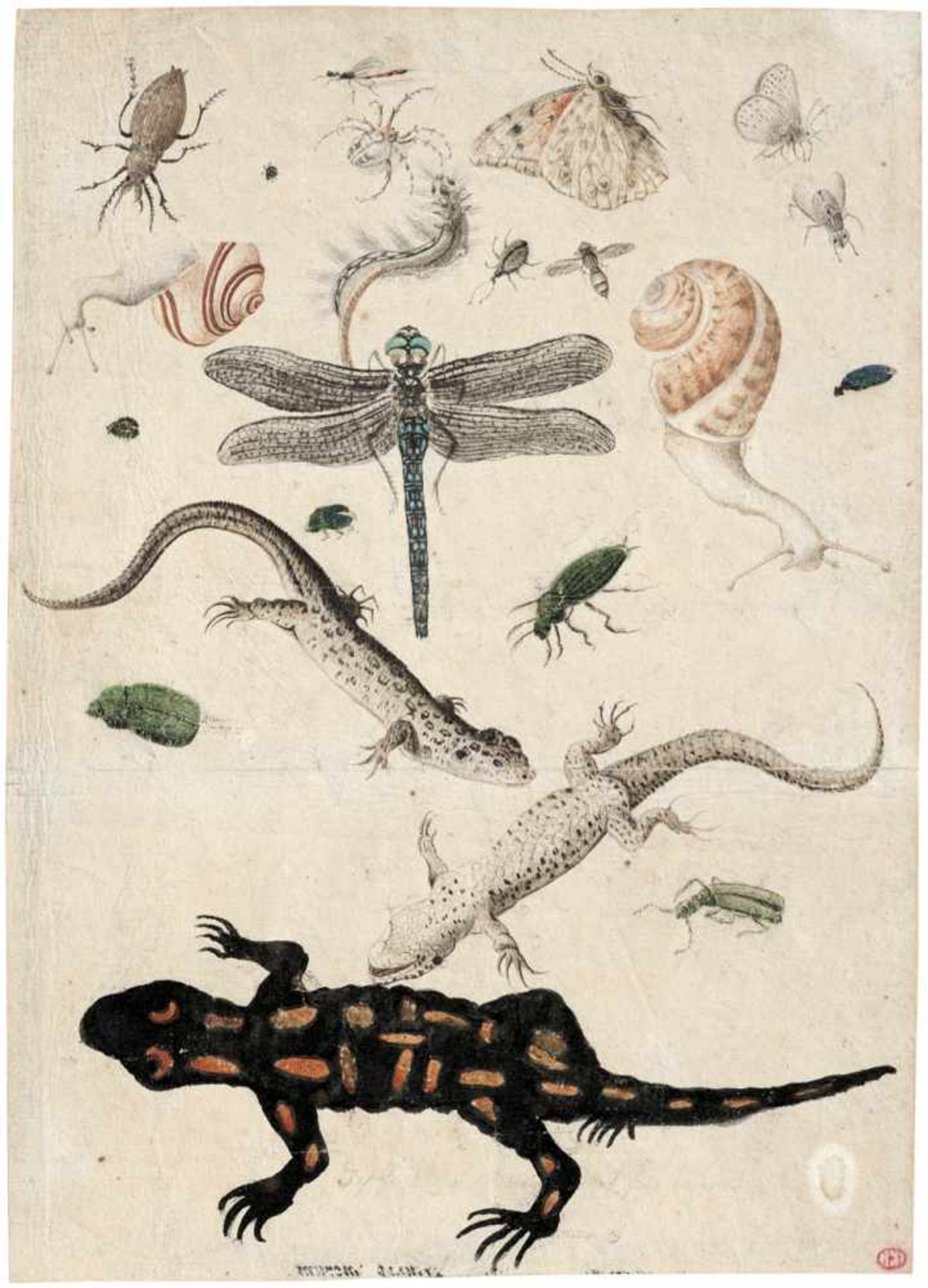 Deutsch: um 1600. Studienblatt mit Feuersalamanderum 1600. Studienblatt mit Feuersalamander,