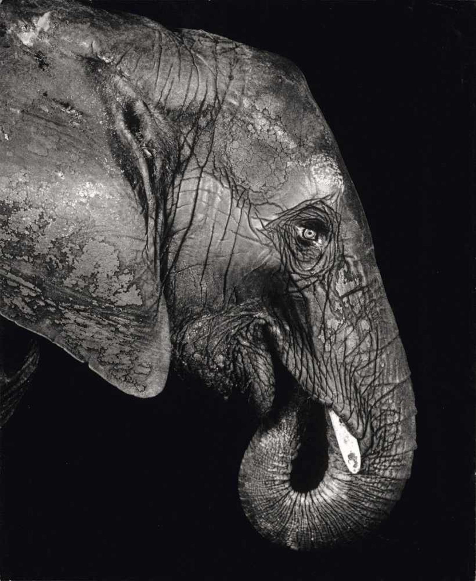 Schels, Walter: ElefantElefant. Gelatinesilberabzug 2000. 49,8 x 41 cm. Vom Fotografen mit Bleistift
