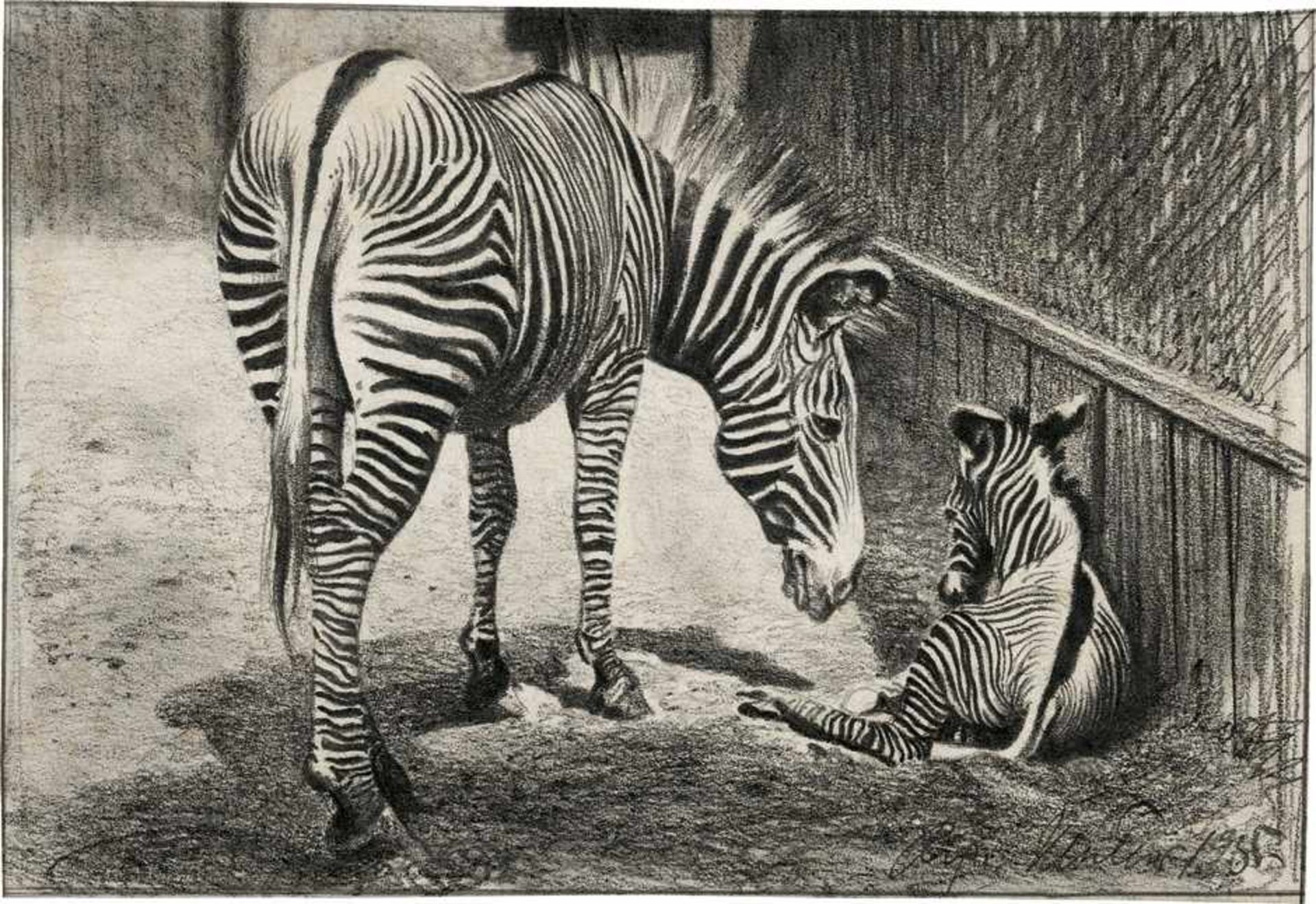 Müller, Richard: Zebrastute mit ihrem FohlenZebrastute mit ihrem Fohlen.Kohlezeichnung. 15,6 x 22,