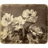 Braun, Adolphe: PeoniesPeonies. 1850s. Varnished albumen print with rounded corners. 36,3 x 43,7 cm.