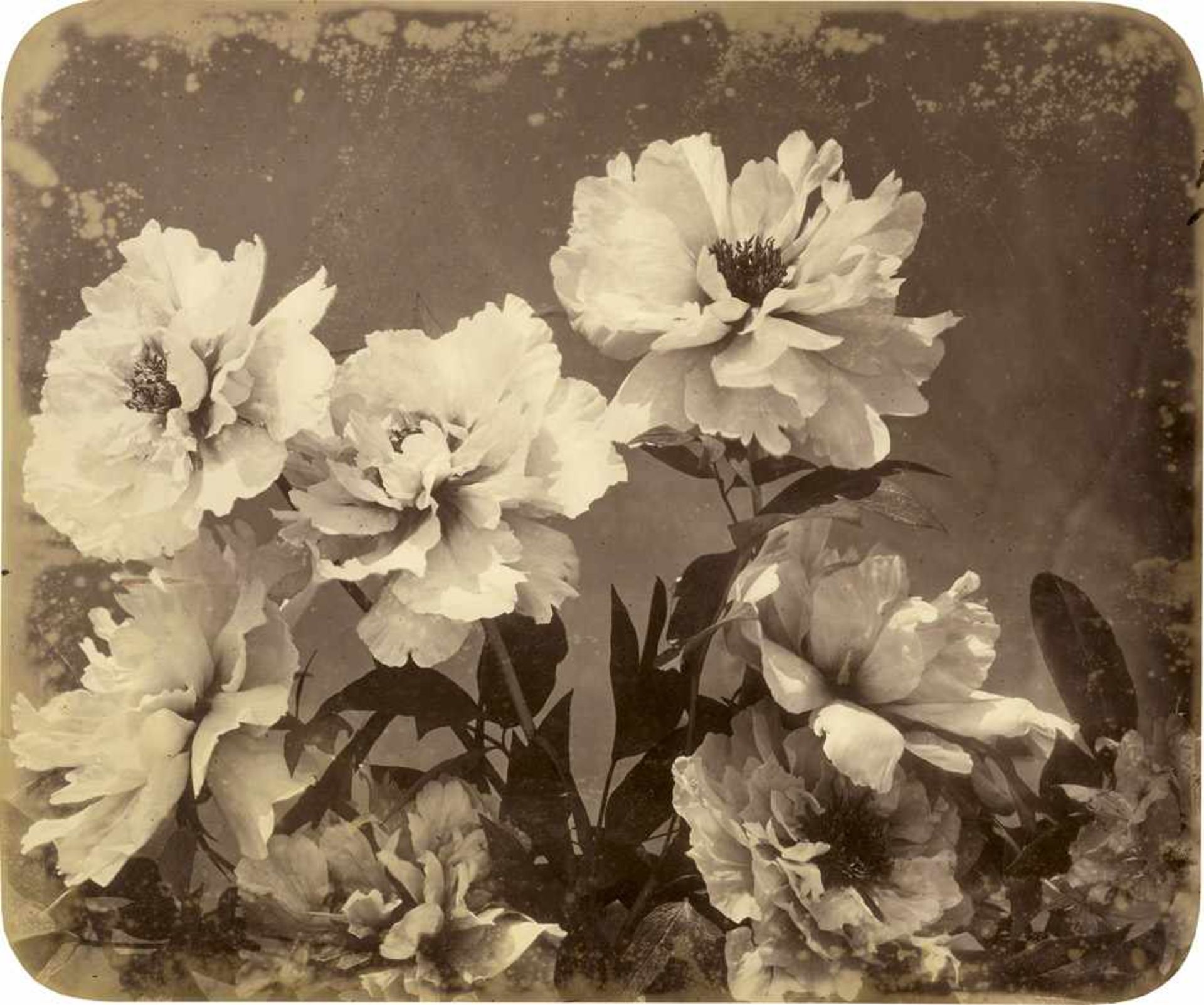 Braun, Adolphe: PeoniesPeonies. 1850s. Varnished albumen print with rounded corners. 36,3 x 43,7 cm.