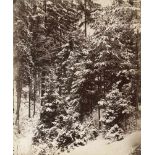 Kotzsch, August: Snow-covered trees in forestSnow-covered trees in forest. 1870s. Albumen print.