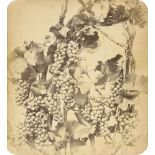 Braun, Adolphe: Vine with grapesVine with grapes. 1850s. Varnished albumen print with rounded