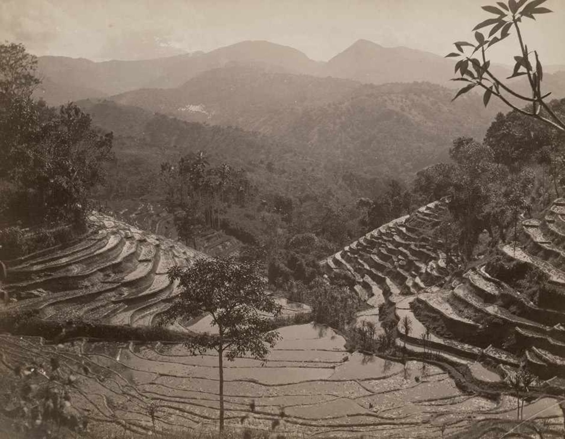 Ceylon: Rubber trees, palms, landscapes, plantations and villagesPhotographer: Scowen, Platé and - Bild 2 aus 2