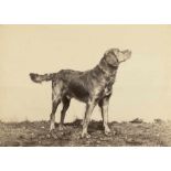Anschütz, Ottomar: Dog; DeerDog; Deer. 1886-1889. 4 albumen prints. 14,4 x 20 cm and 14,5 x 19,5 cm.