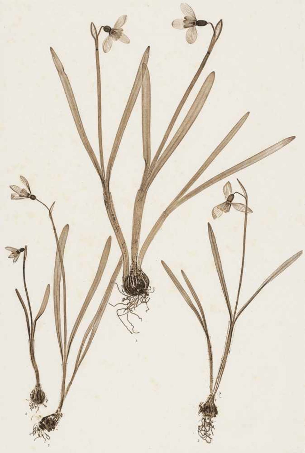 Nature Printing: Plant studies - Nature PrintingConstantin v. Ettingshausen and A. Pokorny. Plant