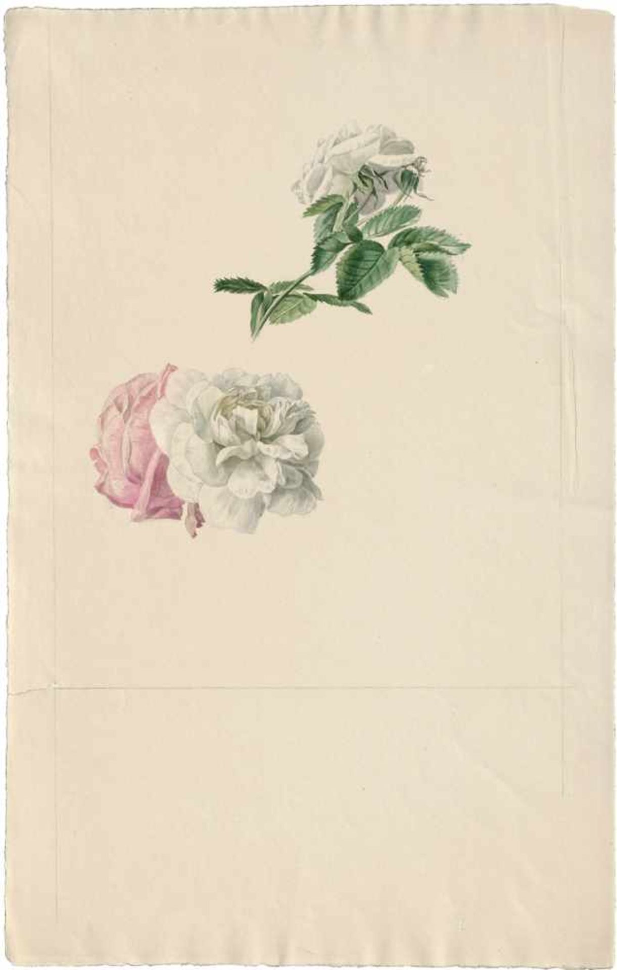 Blaschek, Franz: RosenblütenRosenblüten.Aquarell auf J. Whatman-Velin. 44 x 28 cm.Beigegeben 8