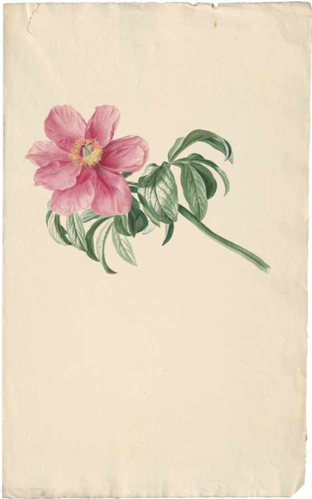 Blaschek, Franz: RosenblütenRosenblüten.Aquarell auf J. Whatman-Velin. 44 x 28 cm.Beigegeben 8 - Bild 3 aus 3