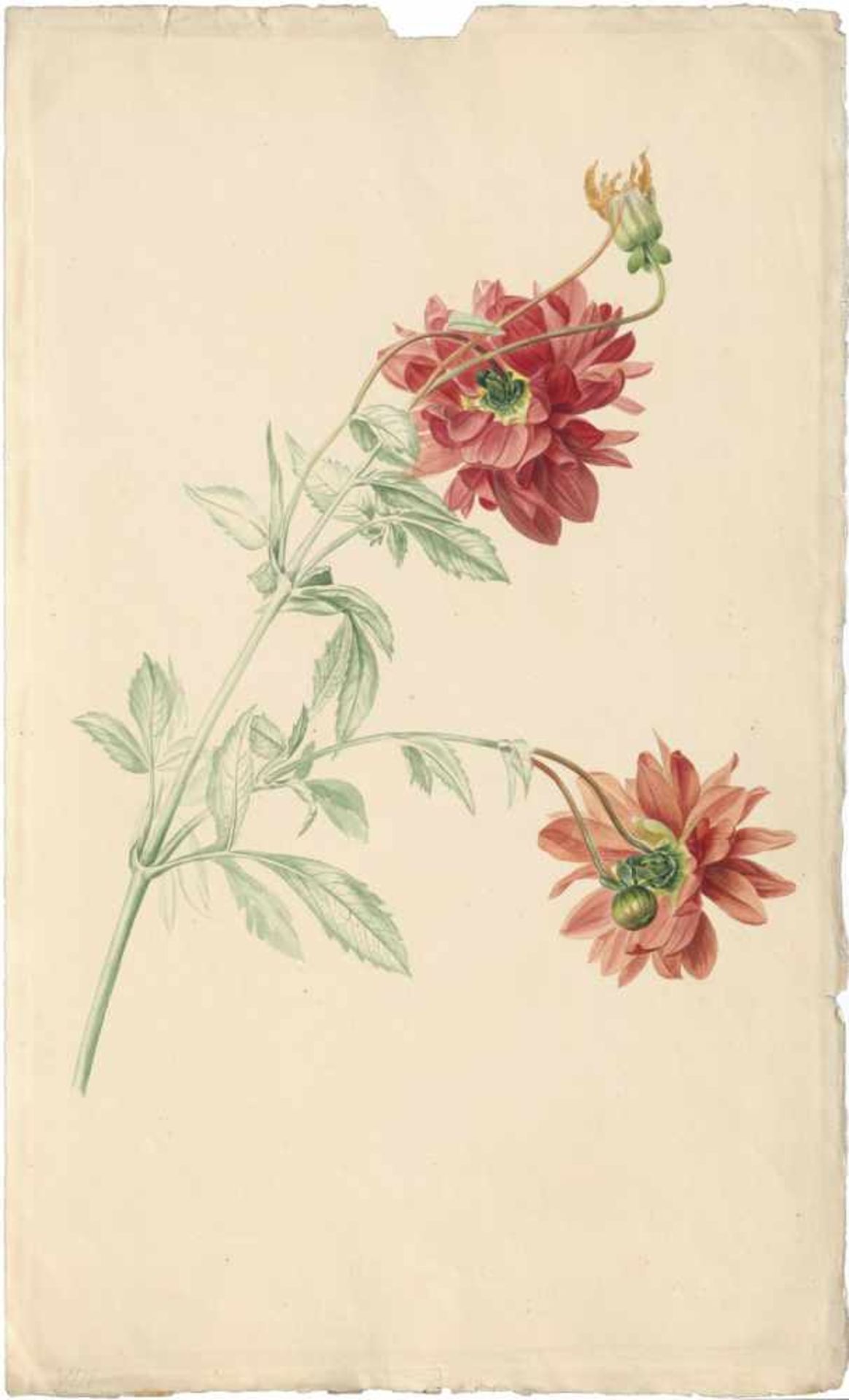 Blaschek, Franz: RosenblütenRosenblüten.Aquarell auf J. Whatman-Velin. 44 x 28 cm.Beigegeben 8 - Bild 2 aus 3