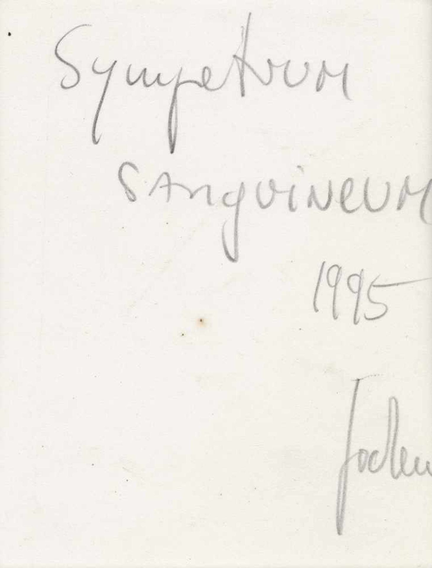 Lempert, Jochen: "Sympetrum saguineum""Sympetrum saguineum" (Blutrote Heidelibelle). 1995. Gelatin - Bild 2 aus 2
