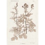 Nature Printing: Plant studies - Nature PrintingConstantin v. Ettingshausen and A. Pokorny. Plant