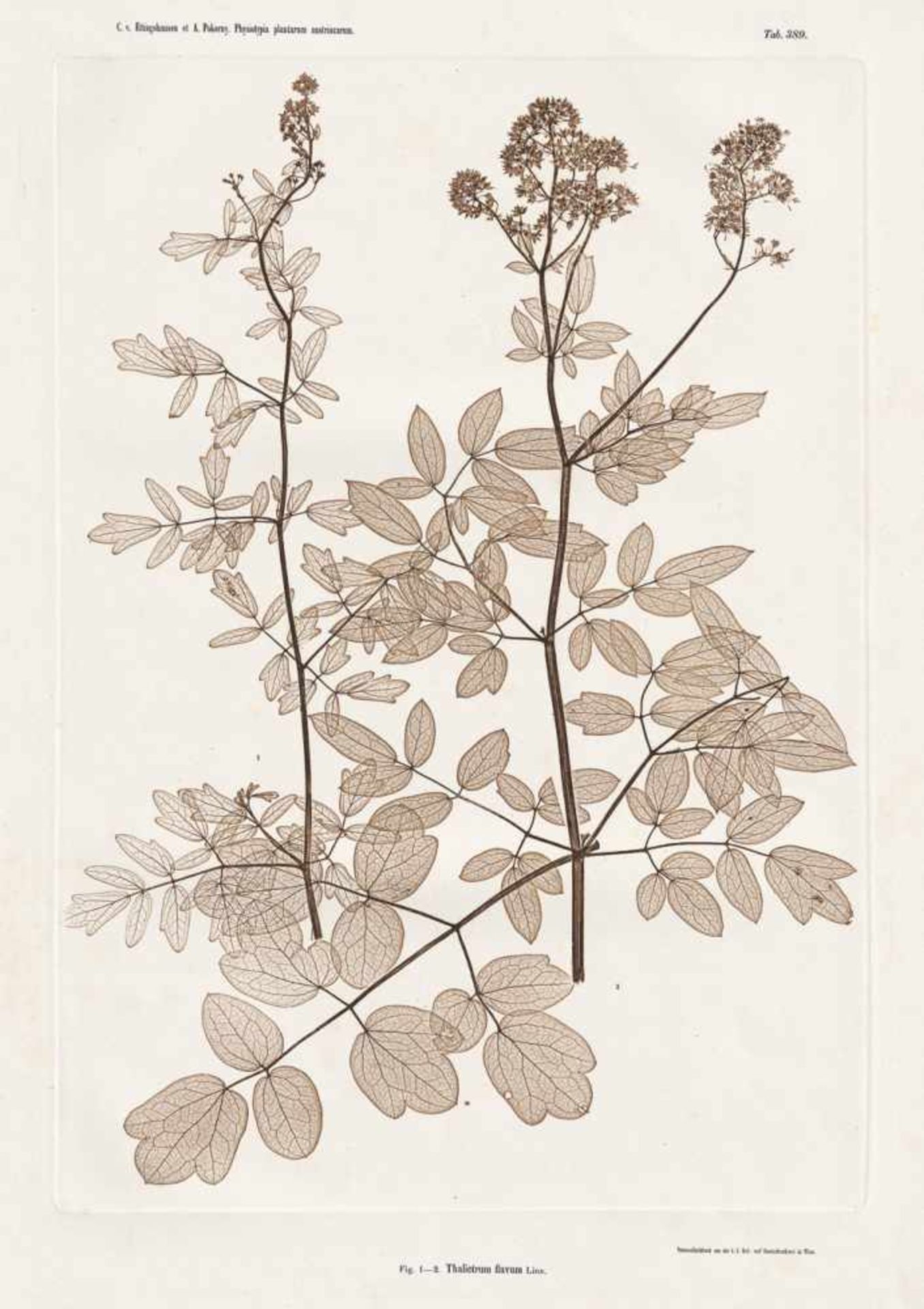 Nature Printing: Plant studies - Nature PrintingConstantin v. Ettingshausen and A. Pokorny. Plant