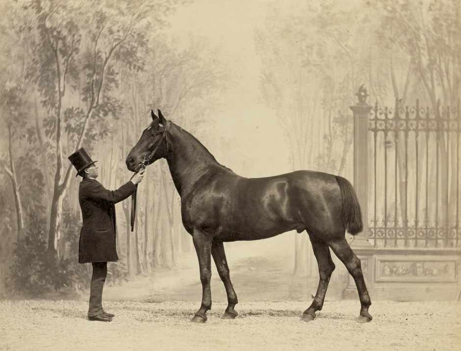 Delton, Louis-Jean: Prize-winning horses of the World's Fair, Paris 1867Prize-winning horses of