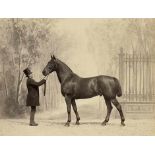 Delton, Louis-Jean: Prize-winning horses of the World's Fair, Paris 1867Prize-winning horses of