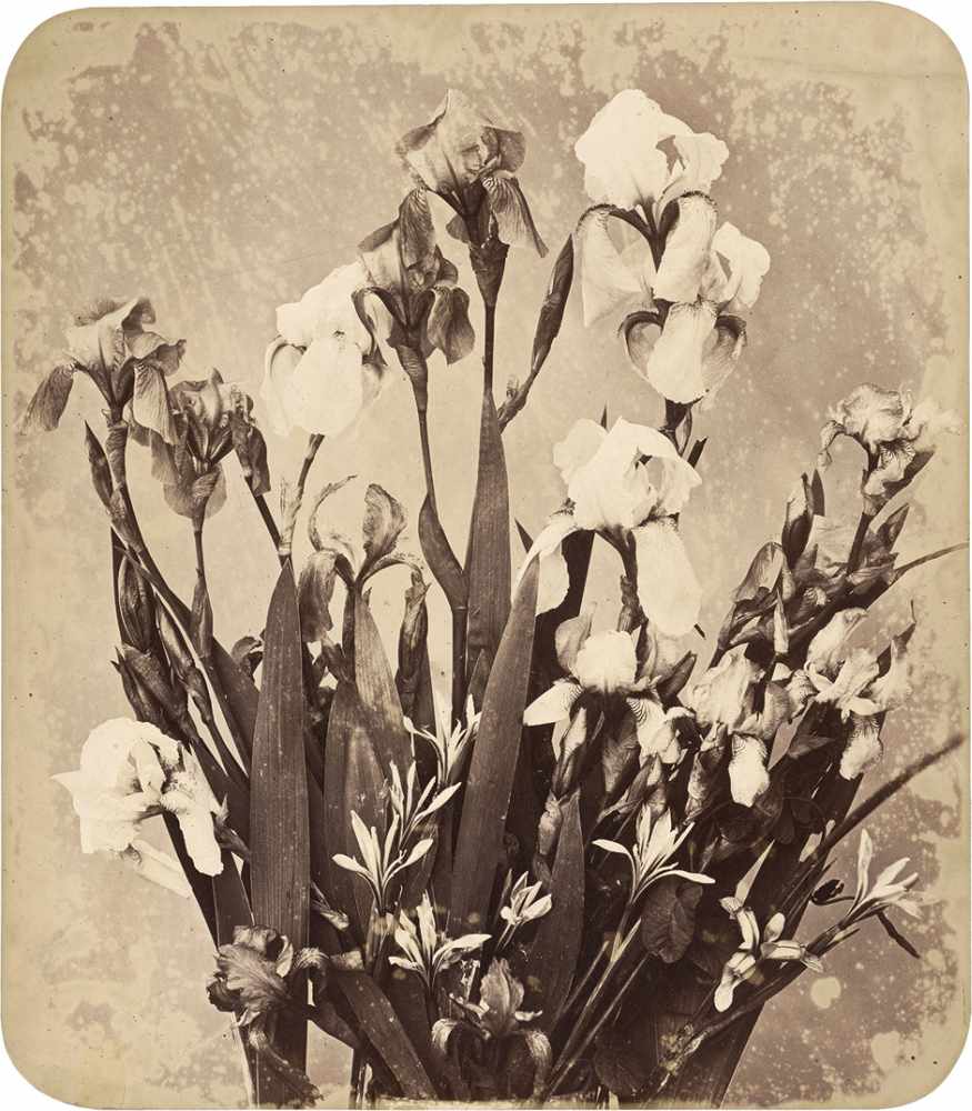 Braun, Adolphe: IrisesIrises. 1850s. Varnished albumen print with rounded corners. 43 x 38 cm.
