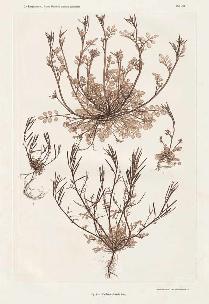 Nature Printing: Plant studies - Nature PrintingConstantin v. Ettingshausen and A. Pokorny. Plant - Image 2 of 2