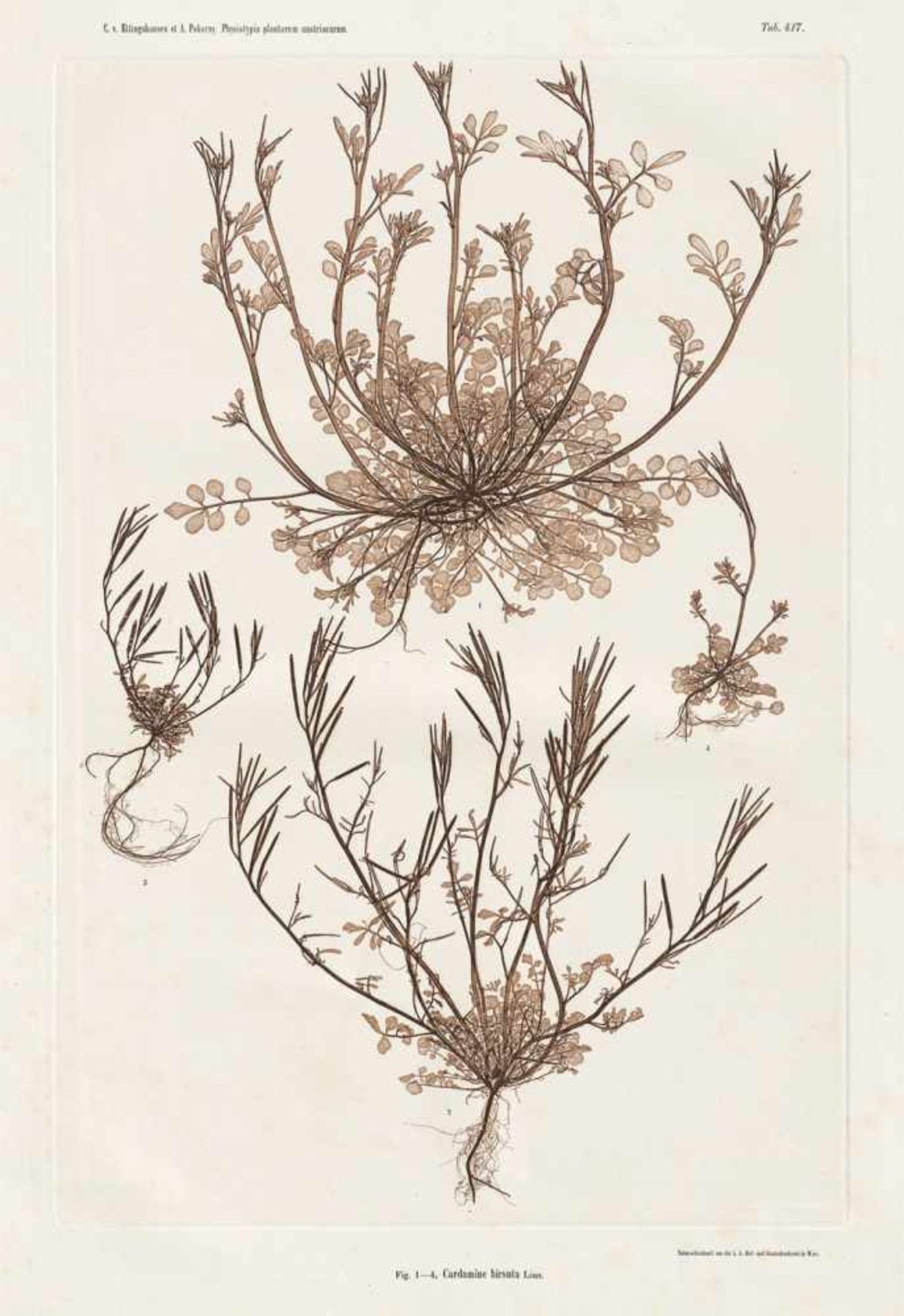 Nature Printing: Plant studies - Nature PrintingConstantin v. Ettingshausen and A. Pokorny. Plant - Bild 2 aus 2