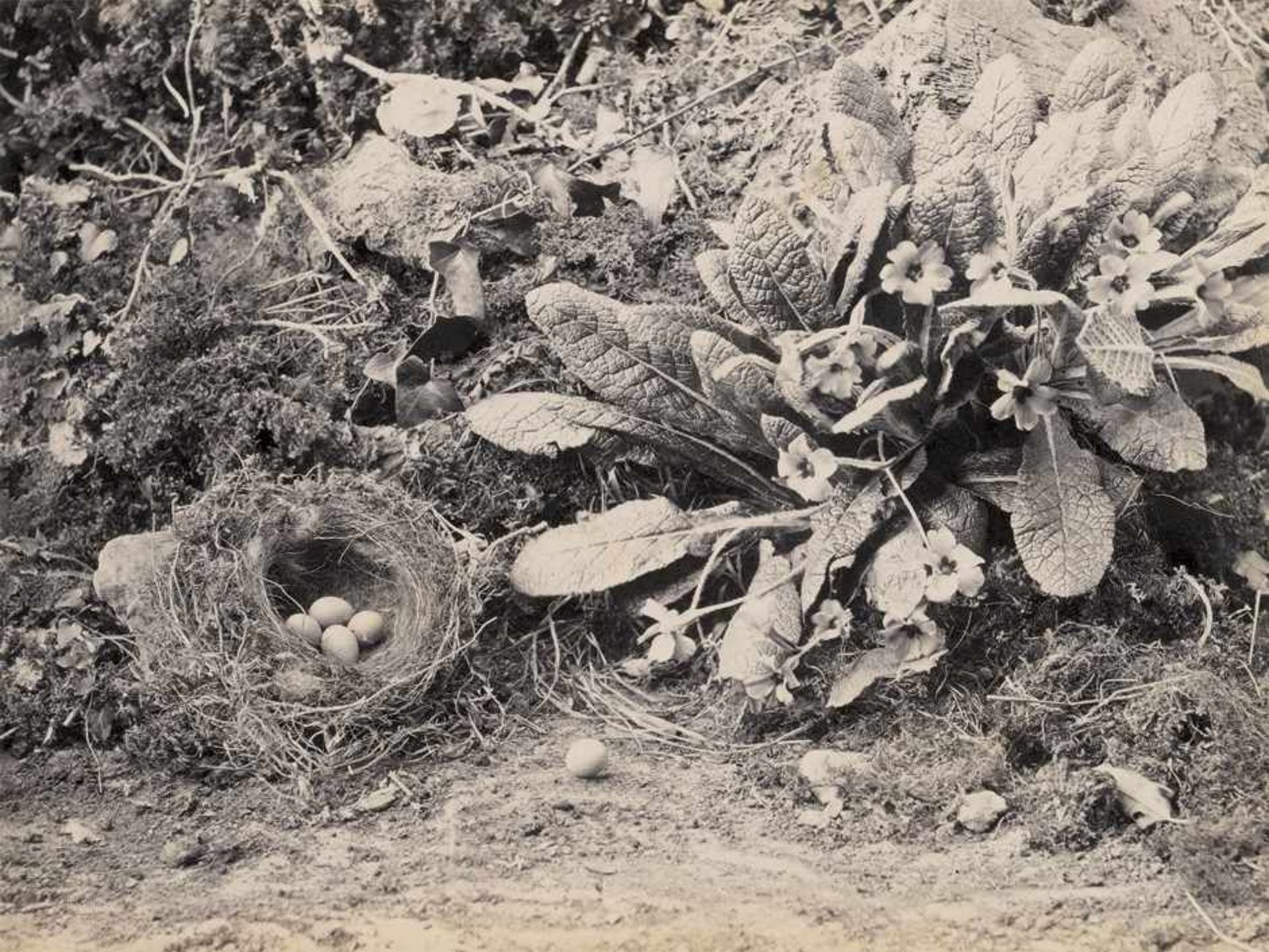 British Landscapes: Views of EnglandPhotographer: Francis Frith (1822-1898), James Valentine (1815- - Bild 3 aus 3