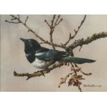 * Edwin Penny [1930-2016]- Magpie on a branch,:- signed watercolour 25 x 35cm. *Provenance.