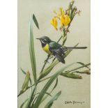 * Edwin Penny [1930-2016]- Grey Wagtail,:- signed watercolour 25 x 35cm. * With Frost & Reed.