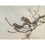 * Edwin Penny [1930-2016]- Gold finches on a branch,:- signed watercolour 25 x 35cm. *Provenance.