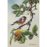 * Edwin Penny [1930-2016]- Bullfinch on an apple branch,:- signed watercolour 36 x 25cm.