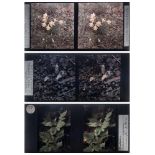 A group of seven early 20th century stereoscope Autochrome studies of flora:, 'Bellis perennis',