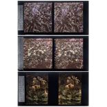 A group of three autochrome stereoscope photographs of fauna:, 'Primula veris',