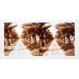 An early 20th century Continental diapositive stereoscope plate of an avenue of palm trees,