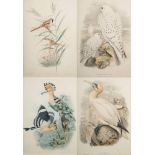 ORNITHOLOGICAL PRINTS : Upupa Epops, Calamophilus Biarmicus, Sula Bassana, Falco Candicans,