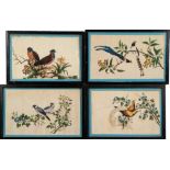 A set of four late 19th century Chinese ornithological pictures: depicting exotic bird and finches,