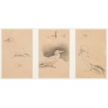 Archibald Thorburn [1860-1935]- Gannet studies,