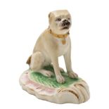 A Derby figure of a pug dog: modelled wearing a gilt collar and seated on its haunches on a green,