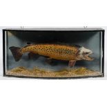 An early 20th century cased preserved trout:, naturally set in a bowfront case,
