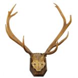 A pair of mounted twelve point stag antlers:, on a shield plinth,