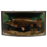 A cased preserved Golden Carp by J Cooper & Son, London:,
