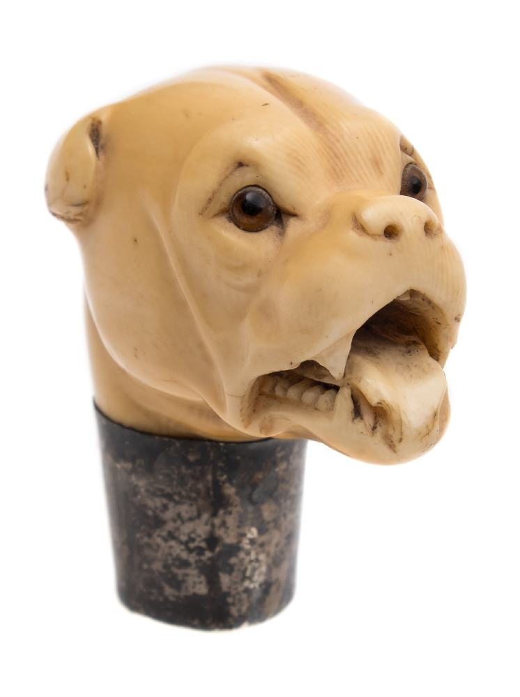 A late 19th century carved ivory dog's head cane handle:,