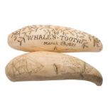 Two 19th century scrimshaw teeth:, one incised with a floral garland and inscribed 'Whale's Tooth,