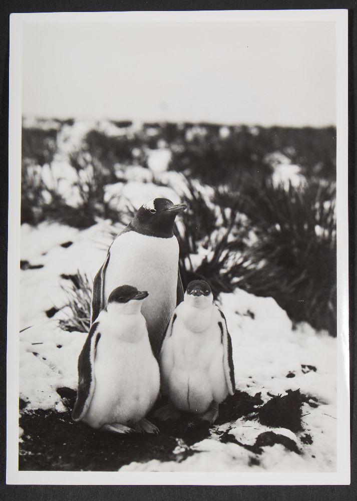 Antarctic Interest- a collection of 16 small black and white photographs of Antarctic views and - Image 5 of 5