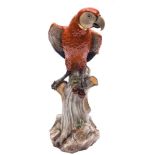 A large Meissen model of a parrot: naturalistically modelled with gilt collar and red, grey,