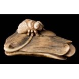 A Japanese carved ivory netsuke: depicting a bee seated on a gourd leaf, unsigned, 5cm. long.