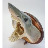 A mounted and preserved Mako shark's head:, on an oval plinth. 28cm wide.
