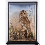 (Tyto Alba) a cased preserved Barn owl:, unsigned, naturally set in a glazed case,