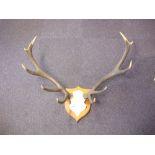 A pair of ten point antlers with skull on a shield plinth.