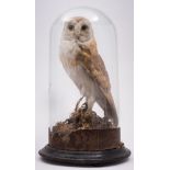 (Tyto Alba) - A Victorian cased preserved barn owl under glass dome 45cm high.