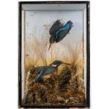 A cased preserved pair of Kingfishers:, naturally set,